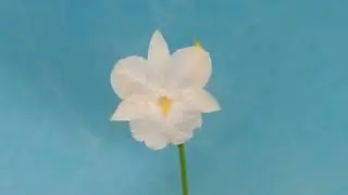 Broughtonia sanguinea f.alba`Full Moon'   (orchid)
