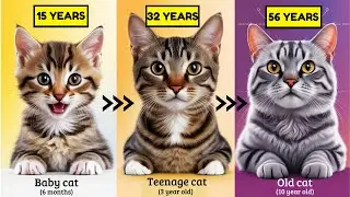 How to calculate the AGE of CATS in HUMAN YEARS ? (Prepare to Be Shocked!)
