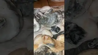 The shells I found today in Rehobeth Beach Delaware 