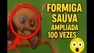 Formiga Sa&uacute;va 100x Ampliada! 😱🐜