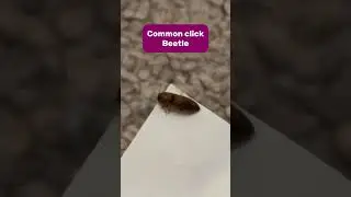 Common click beetle #common #click #beetle #insect #arthropod #nature #wildlife #uk #jump #shorts