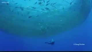 Is a fish farm viable in the Gulf of Mexico? One company wants to find out