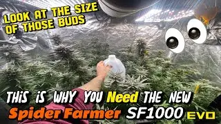 Spider Farmer SF 1000 EVO The Best Budget Grow Light For Beginners And Experts?