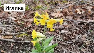 Дива иглика, Горска иглика, Лечебна иглика