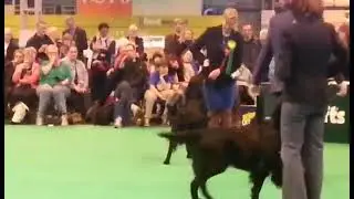 MultiCh MultiWinner Castlerock Simply Magic BOB Diamante Blu Alohmora BOS Crufts 2015