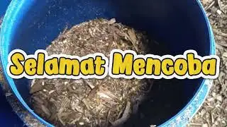 Tips CARA MEMBUAT SILASE #shorts #like #subscribe 