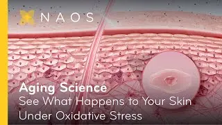 See What Happens to Your Skin Under Oxidative Stress | NAOS