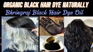 Black Hair Dye Oil remedy by Billokadhaaba || Bhringraj Powder sy bal kaly karny ka tarika || 