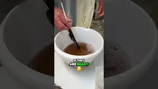 How We Spawn Koi Fish - PART 2