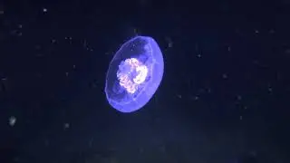 Scuba Diving at NIGHT !!  ( 105 feet Deep ) / ! צלילת  עומק בלילה באילת שחובה לראות