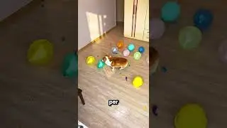Il cagnolino ha fatto scoppiare tutti i palloncini di compleanno 🤯