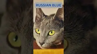 5 GREY CAT BREEDS