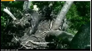 Hawk Raised by Eagles Is Starting to Act Like One