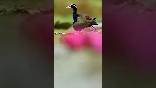 Bronze Winged Jacana Chicks#shortvideo #short #shorts #nature #jacana #bronzewingedjacana #trending