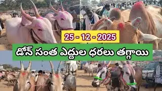 డోన్ సంత ఈ వారం ఎద్దుల ధరలు చూడండి | bulls market and price in telugu 