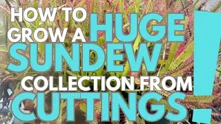 Grow A Huge Sundew Collection From Cuttings!