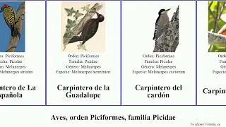 Aves, orden Piciformes, familia Picidae carpintero pito pico carpinterito picamaderos sult&aacute;n las