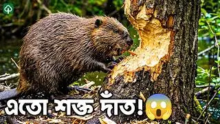 বিভার (Beaver) 🐹 ভয়ংকর দাঁতের ইঞ্জিনিয়ার | Beaver Documentary Bangla | PROGGA