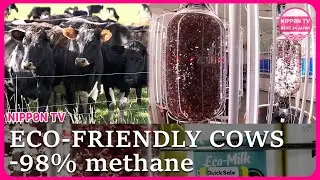 Japanese food-tech reduces cow methane by 98%