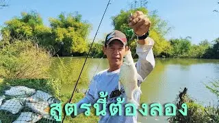 ✅มันหมู vs อาหารเม็ด สูตรไหนเด็ดไปดูกัน‼️#ตกปลาหน้าดิน#แม่น้ำชี