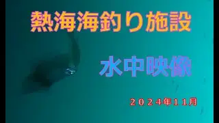 熱海港　釣りと水中映像 　2024年11月