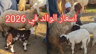 لأ لأ مش ممكن اسعار الغنم الوالده في 2026 والعشر والانيه من اكبر اسواق الجمهوريه وتغطيه كامله 🐏🐐👉