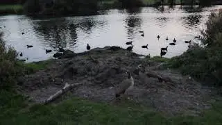 Danson Park's Parrots