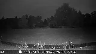 Two Foxes at Night