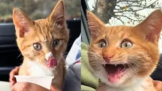 Rescued Kitten Goes WILD For Pup Cup 😂