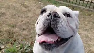 My Female English Bulldog Gucci meeting neighbor dogs alone 