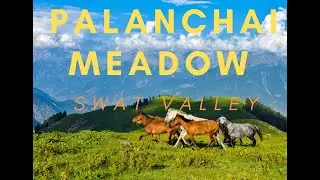 Palanchai Meadow, Behrain , Swat Valley, Pakistan.