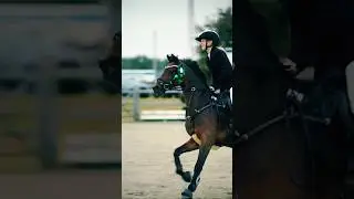 Is there something better than a seal brown pony? Probably a seal brown horse😆/CREDITS: @leepmedia