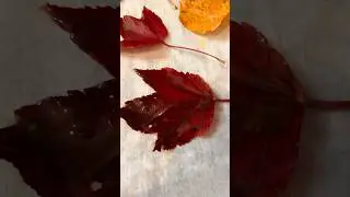 Dipping leaves in beeswax to preserve them & use as decorations. Check back later for how I use them
