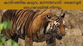 Tiger - From Mananthavadi - Mysore Highway