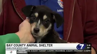 Shelter Spotlight: Recent Terrier Mix Surrender