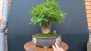 Бересклет европейский  Euonymus europaeus Еuropean birch bark Bonsai pot 