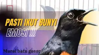 100% BIKIN GACOR MURAI BATU MU ,III PANCINGAN AMPUH SEKALI DENGER LANGSUNG GACOR