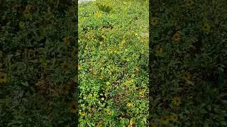 Heliantus debilis subsp.cucumerifolius/Гелиантус узколистный/Дикий подсолнух