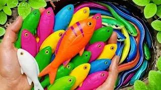 Catch beautiful aguarium fish in small pond baby turtles, eel, pencil fish, nemo fish, koi,rat fish🐟
