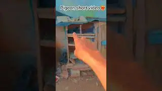 pigeon short video❤&zwj;🔥❤&zwj;🩹💔 #pigeon #kabootar #kabutar #birds #youtubeshorts #shorts