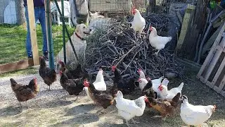 Франция/Влог Позитивный Превратиться в Курицу Что Ли? И Жить Как Барыня Как Раз Время Подходящее
