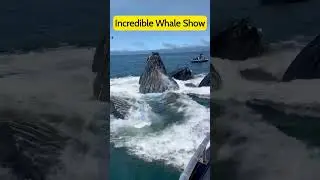 Incredible Whale Show: Giant Humpback Whale Leaps Out of the Ocean!