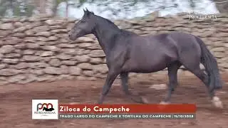 LOTE 21 - Ziloca do Campeche
