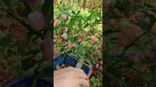 Harvesting Unique Type of Chili #farminglife #vegetables #viral #shorts
