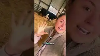 New heifer joins the herd! 🐮 Meet our Simmental/Angus cross and why she&rsquo;s so special!