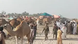 Camel market Start At Mela anayat shah District layyah . 12 march  To Till 20 March . 03075127394