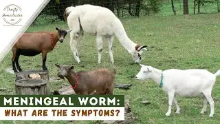 Why Meningeal Worm is a Nightmare for Goat Owners