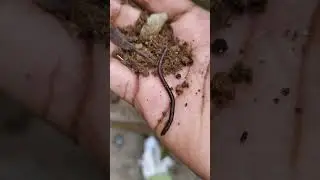 Natural vermicompost for the entire garden | How to increase earthworm soil iyarkai velanmai#orga...