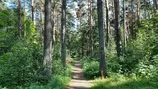 Плявниекский лес, г.Рига, Латвия 🟢 Pļavnieki mežs, Rīga, Latvija