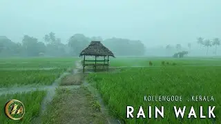 [4K] Refreshing Walking in Rain through Paddy fields of Kollengode Village in Kerala | ASMR Rain